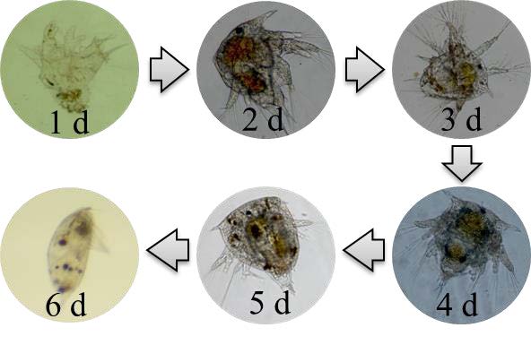 海水环境因素对网纹藤壶金星幼虫附着的影响机制