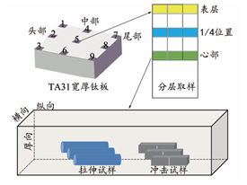 大规格船用TA31板材热加工组织演化及性能研究